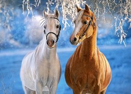 CASTORLAND Puzzle 260el. The winter Horses - Zimowe konie